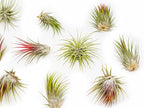 50 Pack Large Air Plants Tillandsia Ionantha Guatemala - Live Succulent House Plants - Available in Wholesale and Bulk - Home and Garden Decor - Easy Care Indoor and Outdoor Plants