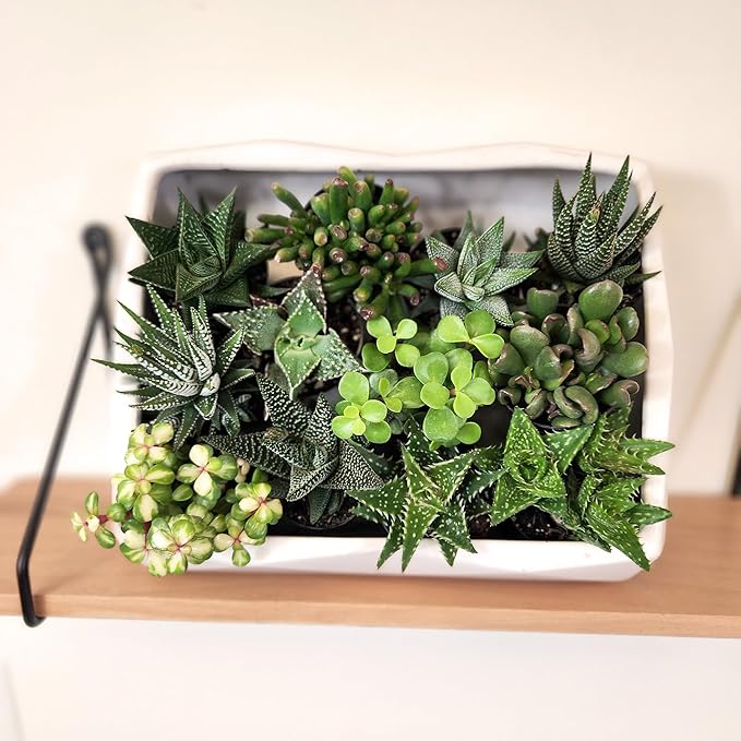 Altman Plants, Live Succulents Plants Live Window Plants (8PK), Live Indoor Plants Live Houseplants, Live Plants Indoor Cactus Plants Live, Succulent Plants House Plants Indoors Live in Succulent Soil
