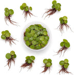 Red Root Floaters Live Plant, Floating Plants for Aquarium Surface Shade, Easy Care for Freshwater Fish Tanks and Ponds 1-2 Ounce Portion