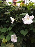 Smoke Camp Crafts Live Organic Moon Flower Plant (Ipomoea alba) in 2.5 inch Pot | Moonflower, Moonvine, Tropical White Morning Glory