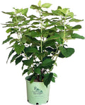 American Beauties Native Plants - Hydrangea arb. 'Haas' Halo' (Smooth Hydrangea) Shrub, white lacecap flowers, #3 - Size Container