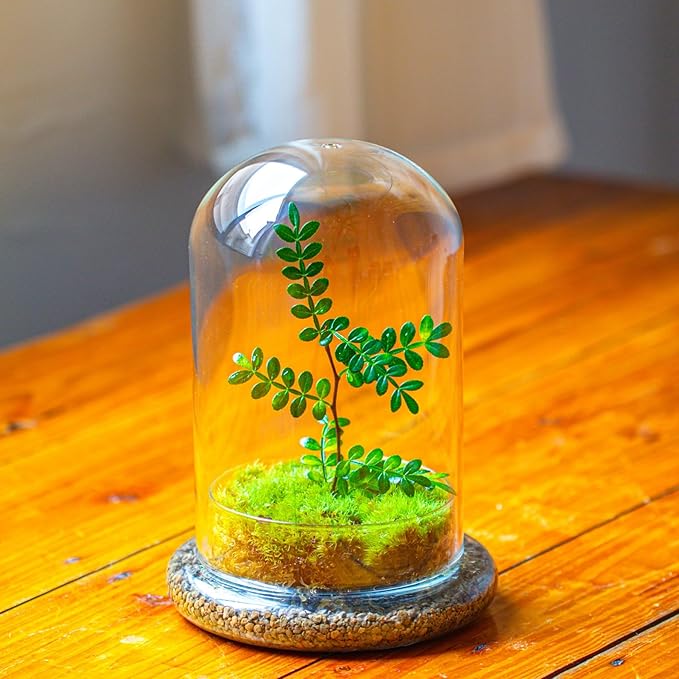 NCYP Glass Cloche Dome with Air Hole and Base, 5.9 x 5.9 x 8.2 Inches, Clear Terrarium Planter for Venus Flytrap, Small Plants, Home Indoor Tabletop Decoration (No Plants)