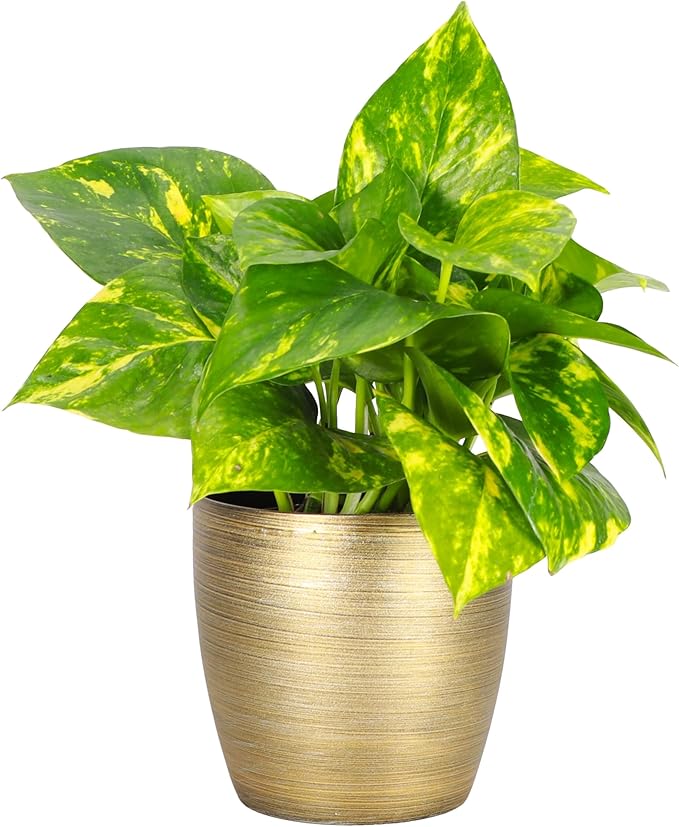 Thorsen's Greenhouse Golden Pothos, Live Indoor Vining Plant, Easy to Grow, Variegated Houseplant, Natural Air Purifier (Gold, 4-inch Pot)