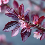 2 Purple Leaf Sand Cherry Trees/Shrubs - 18-24" Tall Live Plants - Purpleleaf Cistena Plum Bushes - Prunus x cistena - (2 Pack)