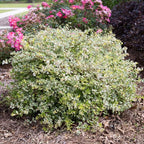 Miss Lemon Abelia (1.5 Gallon) Flowering Evergreen with Variegated Foliage and Pink Blooms - Full Sun to Part Shade Live Outdoor Plant - Southern Living Plants