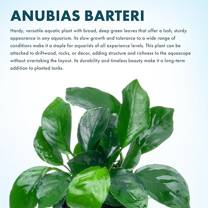 SubstrateSource Anubias Live Aquarium Plants - Potted Freshwater Plant for Fish Tanks, Terrariums - Beginner Friendly Low Light (Barteri, 3 Pots)