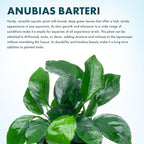 SubstrateSource Anubias Live Aquarium Plants - Potted Freshwater Plant for Fish Tanks, Terrariums - Beginner Friendly Low Light (Barteri, 5 Pots)