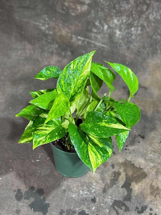 PLANTVERS Golden Pothos in a 4" Nursery Pot – Epipremnum Aureum – Live Vining Plant – Low Maintenance Indoor Plant – Air Purifying Houseplant – Easy Indoor Climbing Vine