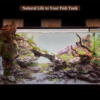 majoywoo Natural Large Driftwood for Aquarium Decor Reptile Decor, Assorted Spider Wood Branch 11-14" 2 Pcs, Fish Tank Decoration