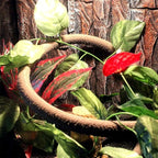 5Pcs Reptile Vines for Terrarium 13FT Flexible Jungle Climbing Vine Branch for Bearded Dragon Plastic Plants and Leaves Tank Accessories Decor for Gecko Lizard Snake Chameleon Hermit Crab Frog