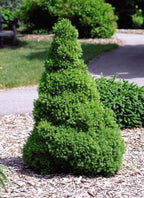Picea glauca 'Conica' (Dwarf Alberta Spruce) Evergreen, #3 - Size Container