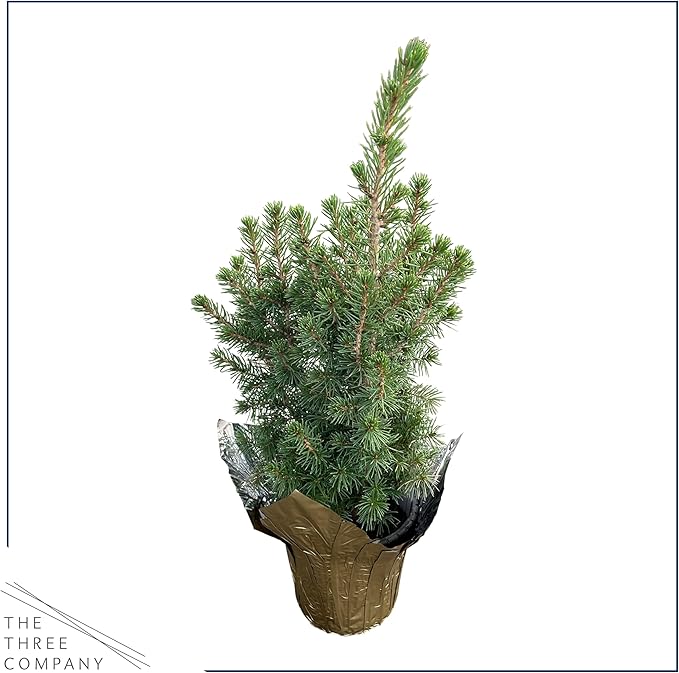Live Alberta Spruce Tree - Tabletop Decoration - 10" Tall by 4" Wide in Deco Cover