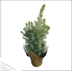 Live Alberta Spruce Tree - Tabletop Decoration - 10" Tall by 4" Wide in Deco Cover