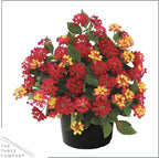 Live Flowering Lantana - Havana Red Sky (2 Plants Per Pack), Healthy Blooming Pollinator, 8" Tall by 5" Wide in 1 Qt Pot