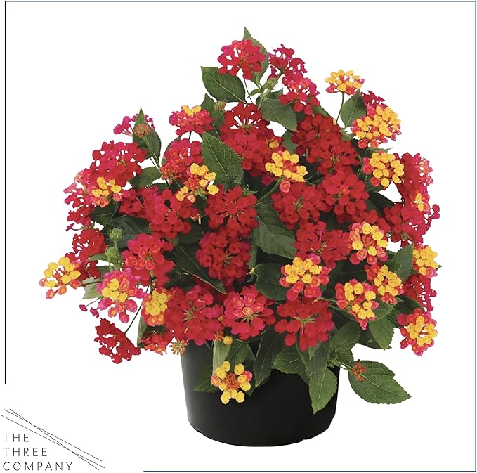 Live Flowering Lantana - Havana Red Sky (2 Plants Per Pack), Healthy Blooming Pollinator, 8" Tall by 5" Wide in 1 Qt Pot