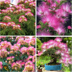 75+ Mimosa Tree Seeds for Planting Outdoor-Albizia Julibrissin Tree Persian Pink Silk Flower Plant-Pink Blooms-Attracts Pollinators