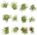 ragnaroc Air Plants - Tillandsia Ionantha Rubra, Regular 2-3" - 12ct - Live Arrival Gauranteed - House Plants for Home Decor & Gift