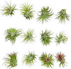 ragnaroc Air Plants - Tillandsia Ionantha Rubra, Regular 2-3" - 12ct - Live Arrival Gauranteed - House Plants for Home Decor & Gift