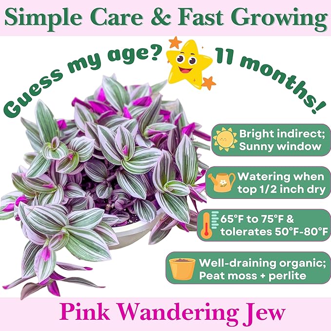 Dr. Lu’s Organic Pink Wandering Jew Live Plant | Rare Tradescantia Nanouk | Rooted House Plants | Easy Grow Indoor Plants | 4'' Nursery Pot