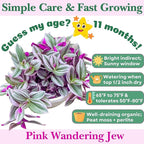 Dr. Lu’s Organic Pink Wandering Jew Live Plant | Rare Tradescantia Nanouk | Rooted House Plants | Easy Grow Indoor Plants | 4'' Nursery Pot