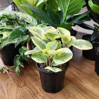 Altman Plants Deluxe Houseplants (3 Pack), Assorted Popular Live Indoor Plant Varieties, Easy Plant Care, 4.25 in Pots