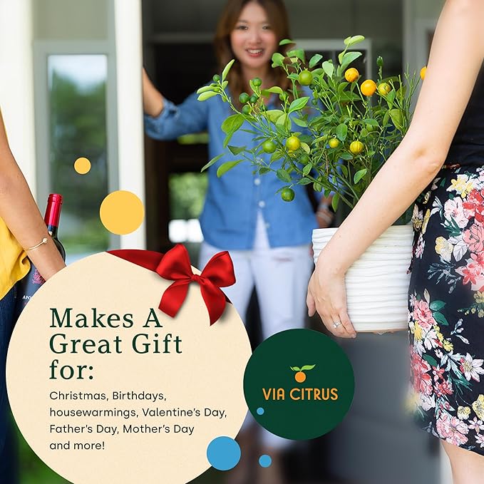 Calamondin Tree Live Plants 13" - 22" Tall – Indoor Outdoor Fruit Tree Plant Growing, Live Citrus Plant Mothers Day Gift for Mom Home Garden Patio and Decor Use, Cannot Ship CA AZ TX LA by Via Citrus