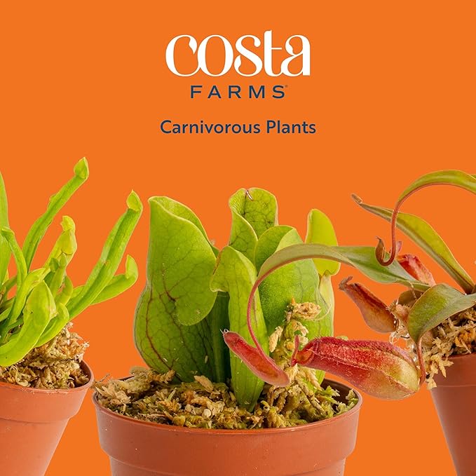 Costa Farms Live Carnivorous Plant Collection (3-Pack): Venus Flytraps, Sarracenia Pitcher Plants, and Nepenthes – Easy Care Indoor Predator Exotic Houseplants