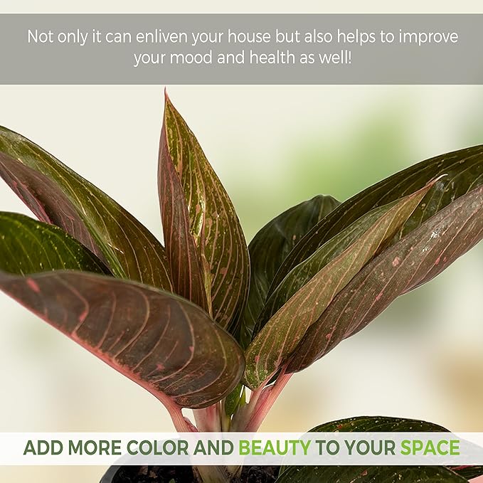 LEAL PLANTS ECUADOR Aglaonema Siam| Live Chinese Evergreen Indoor Plant | Natural Décor & Air-Purifying Evergreen | Elegant Low-Maintenance Houseplants for Home or Office | Colorful Plant