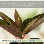 LEAL PLANTS ECUADOR Aglaonema Siam| Live Chinese Evergreen Indoor Plant | Natural Décor & Air-Purifying Evergreen | Elegant Low-Maintenance Houseplants for Home or Office | Colorful Plant