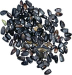 Seed Needs Henry Wilde Sunflower Seeds for Planting - Heirloom & Open Pollinated Cut Flowers - Annual Wildflowers to Grow a Butterfly Garden (1 Pack)