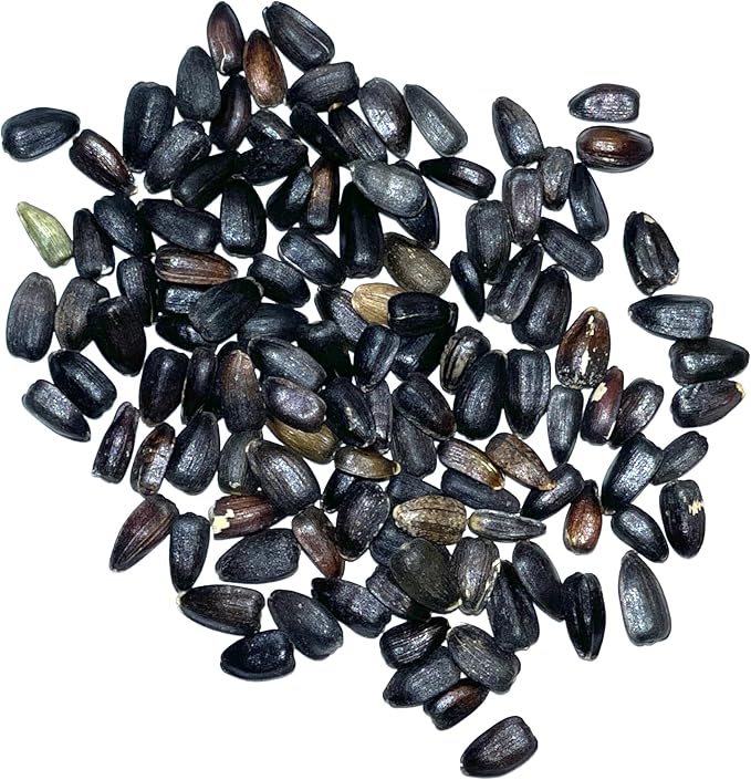 Seed Needs Henry Wilde Sunflower Seeds for Planting - Heirloom & Open Pollinated Cut Flowers - Annual Wildflowers to Grow a Butterfly Garden (1 Pack)