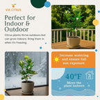 Ponderosa Lemon Tree Live Plants 13" - 22" Tall – Indoor Outdoor Fruit Tree Plant Growing, Live Citrus Plant Mothers Day Gift for Mom Home Garden Patio Use, Cannot Ship CA AZ TX LA by Via Citrus
