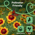 SVI 2500 Plains Coreopsis Seeds (Coreopsis Tinctoria) - Golden Tickseed, Yellow-Red Blooms, Annual Wildflowers, Heirloom Seed in Seed Packets - Flower Seeds for Outdoor Garden, Meadows, Flowers Beds
