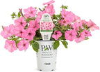 Proven Winners® Petunia Plant - Supertunia Vista Bubblegum - 4 Pack - Annual Flower for Spring & Summer Blooms - 6" Tall x 6" Wide, 1.56 Pt Pot