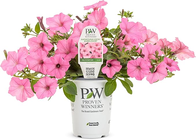 Proven Winners® Petunia Plant - Supertunia Vista Bubblegum - 4 Pack - Annual Flower for Spring & Summer Blooms - 6" Tall x 6" Wide, 1.56 Pt Pot