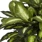 Nearly Natural 24in Dieffenbachia Artificial Plant, Faux Greenery with Decorative Planter for Indoor Home Office Decor, Low Maintenance