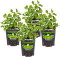 Bonnie Plants Spearmint Live Edible Aromatic Herb Plant - 4 Pack, Pet Friendly, Low Light, Part Shade, Great for Indoors