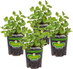 Bonnie Plants Spearmint Live Edible Aromatic Herb Plant - 4 Pack, Pet Friendly, Low Light, Part Shade, Great for Indoors