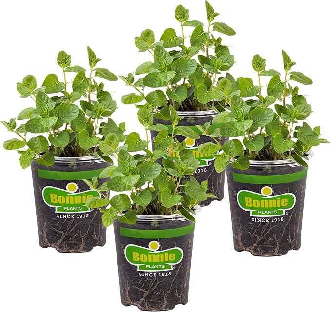 Bonnie Plants Spearmint Live Edible Aromatic Herb Plant - 4 Pack, Pet Friendly, Low Light, Part Shade, Great for Indoors
