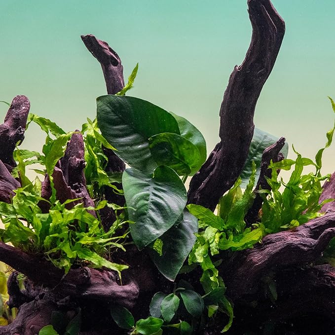 SubstrateSource Anubias Live Aquarium Plants - Potted Freshwater Plant for Fish Tanks, Terrariums - Beginner Friendly Low Light (Barteri Butterfly, 3 Pots)