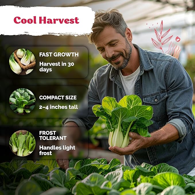 KVITER 1,200 Baby Bok Choy Seeds for Planting (Brassica rapa subsp. chinensis) – Heirloom Extra Dwarf Pak Choi, White Stem Chinese Variety – Organic Cabbage Seeds to Plant in Vegetable Garden