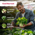 KVITER 1,200 Baby Bok Choy Seeds for Planting (Brassica rapa subsp. chinensis) – Heirloom Extra Dwarf Pak Choi, White Stem Chinese Variety – Organic Cabbage Seeds to Plant in Vegetable Garden