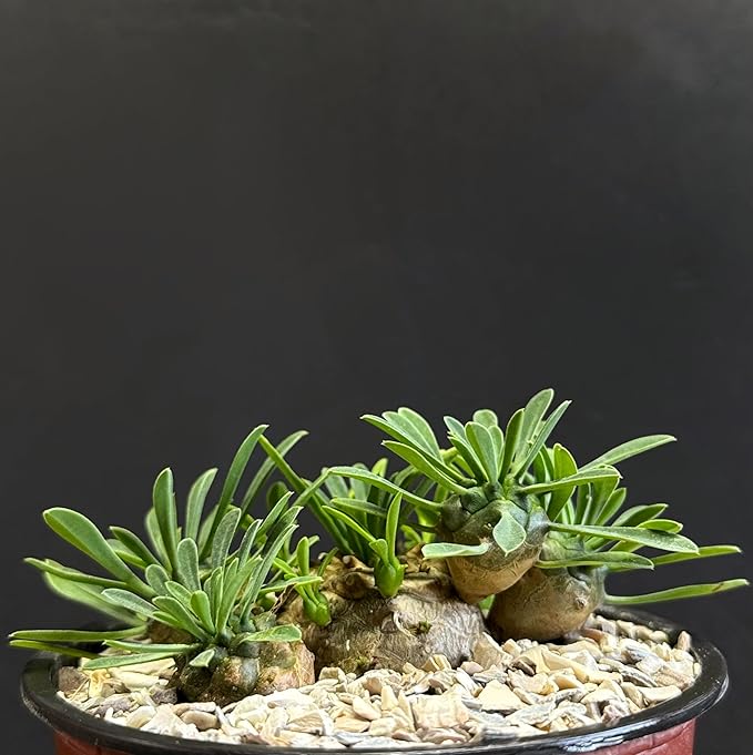 Rare Dwarf Hybrid Euphorbia Japonica 4" Succulent, Bare Root Plant by Exotic-Succulent-Collection
