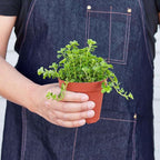 Nettle Baby's Tear Live Plant for Indoor | Different Houseplants in 3'' Pot | Real House Plant for Living Room, Office, Desk & Bathroom | Baby tear's
