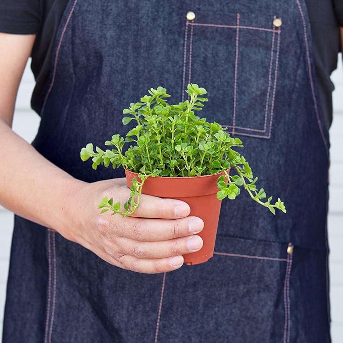 Nettle Baby's Tear Live Plant for Indoor | Different Houseplants in 3'' Pot | Real House Plant for Living Room, Office, Desk & Bathroom | Baby tear's