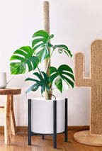 D'vine Dev Planter Pot with Stand - 14 Inch Plastic Cylinder Flower Pot with Wood Planter Holder for Indoor, Matte White Pot + Ebony Stand, 55-C-T-1