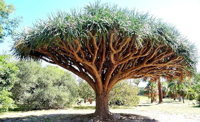 Dragon's Blood Tree, Dracaena Draco Rare Canary Island Palm Bonsai Seed 10 Seeds