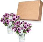 Proven Winners® Petunia Plant - Supertunia Bordeaux - 2 Pack - Annual Flower for Spring & Summer Blooms - 6" Tall x 6" Wide, 1.56 Pt Pot