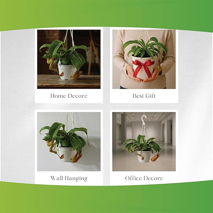 Pitcher Plant Live - Nepenthes Alata Carnivorous Plants Live - Exotic - Easy to Grow, Air Purifying, Indoor House Plants Flowers for Home, Office, Wedding Decor & Birthday Gift (Heat Pack Included)