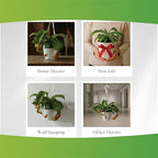 Pitcher Plant Live - Nepenthes Alata Carnivorous Plants Live - Exotic - Easy to Grow, Air Purifying, Indoor House Plants Flowers for Home, Office, Wedding Decor & Birthday Gift (Heat Pack Included)